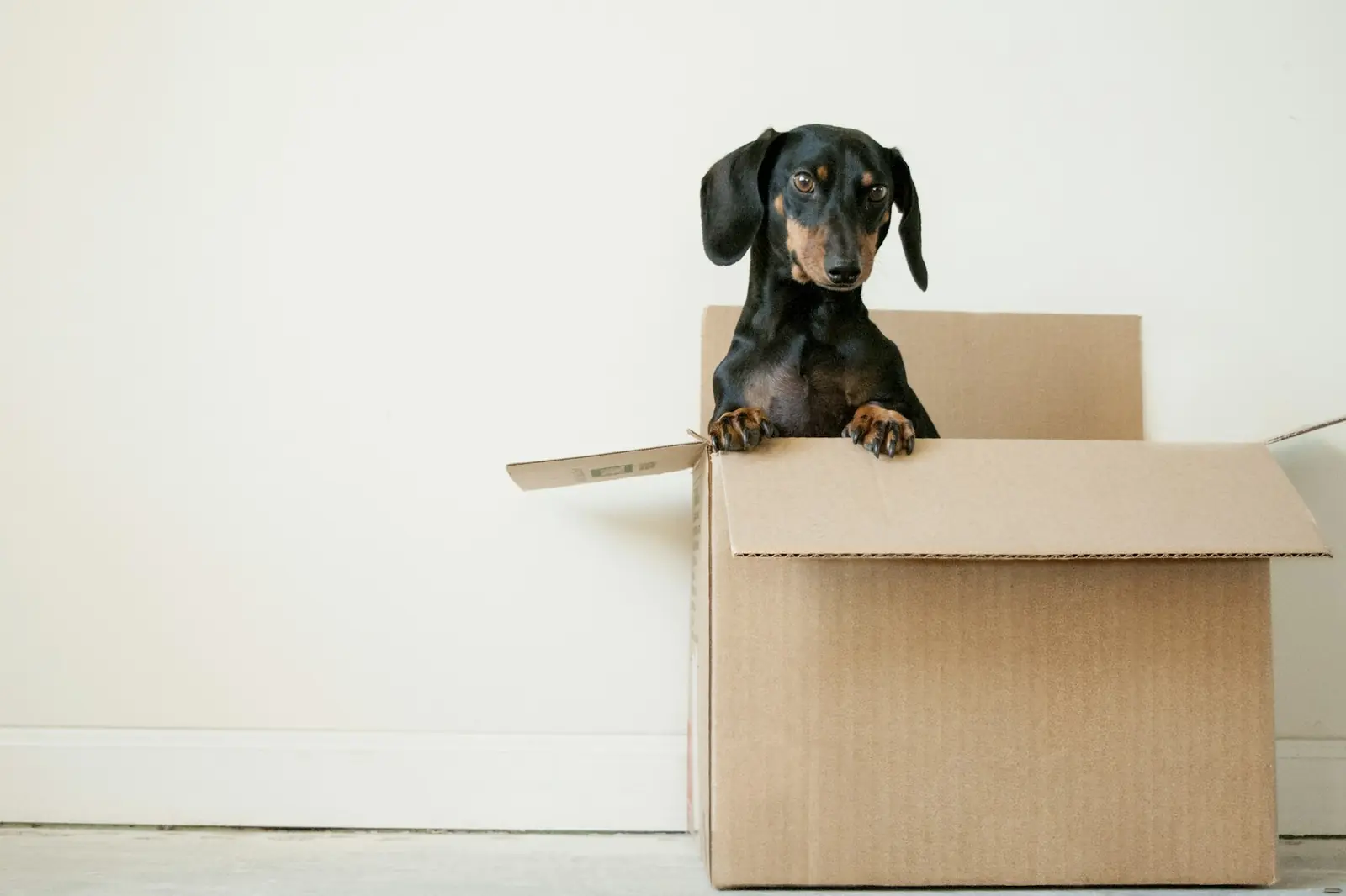 Moving With Pets: A Renter's Guide